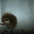 Hedgehog in the fog